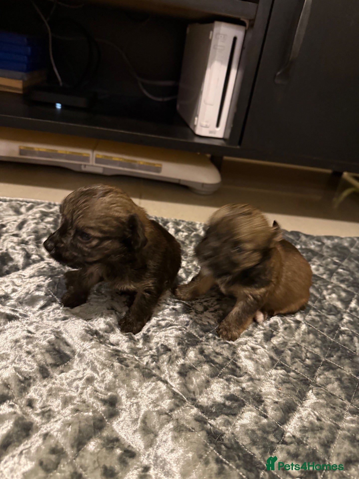 Mixed Breed dogs Chihuahua Jackapoo cross puppies - Advert 1