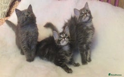 Maine Coon cats for sale: Ragdoll x Maine coon kittens  - Image 5