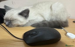 Ragdoll cats for sale: Friendly, Well Socialized & Healthy Ragdoll Kitten - Image 6