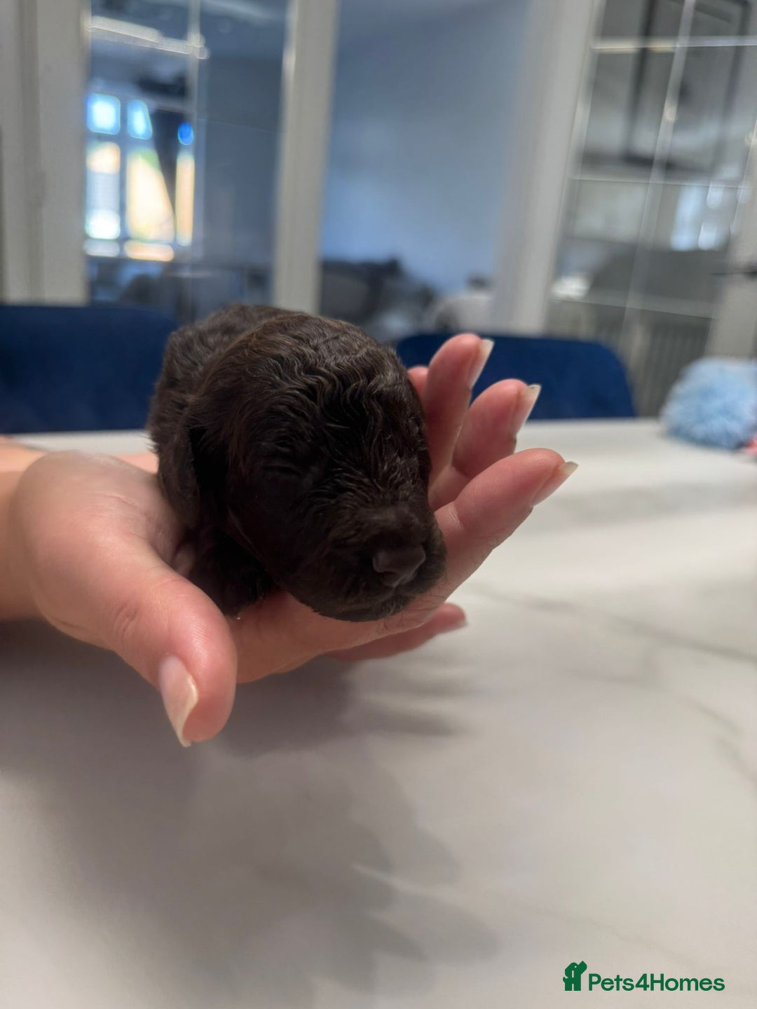 Cockapoo dogs for sale: Beautiful Cockapoo puppies - Image 6