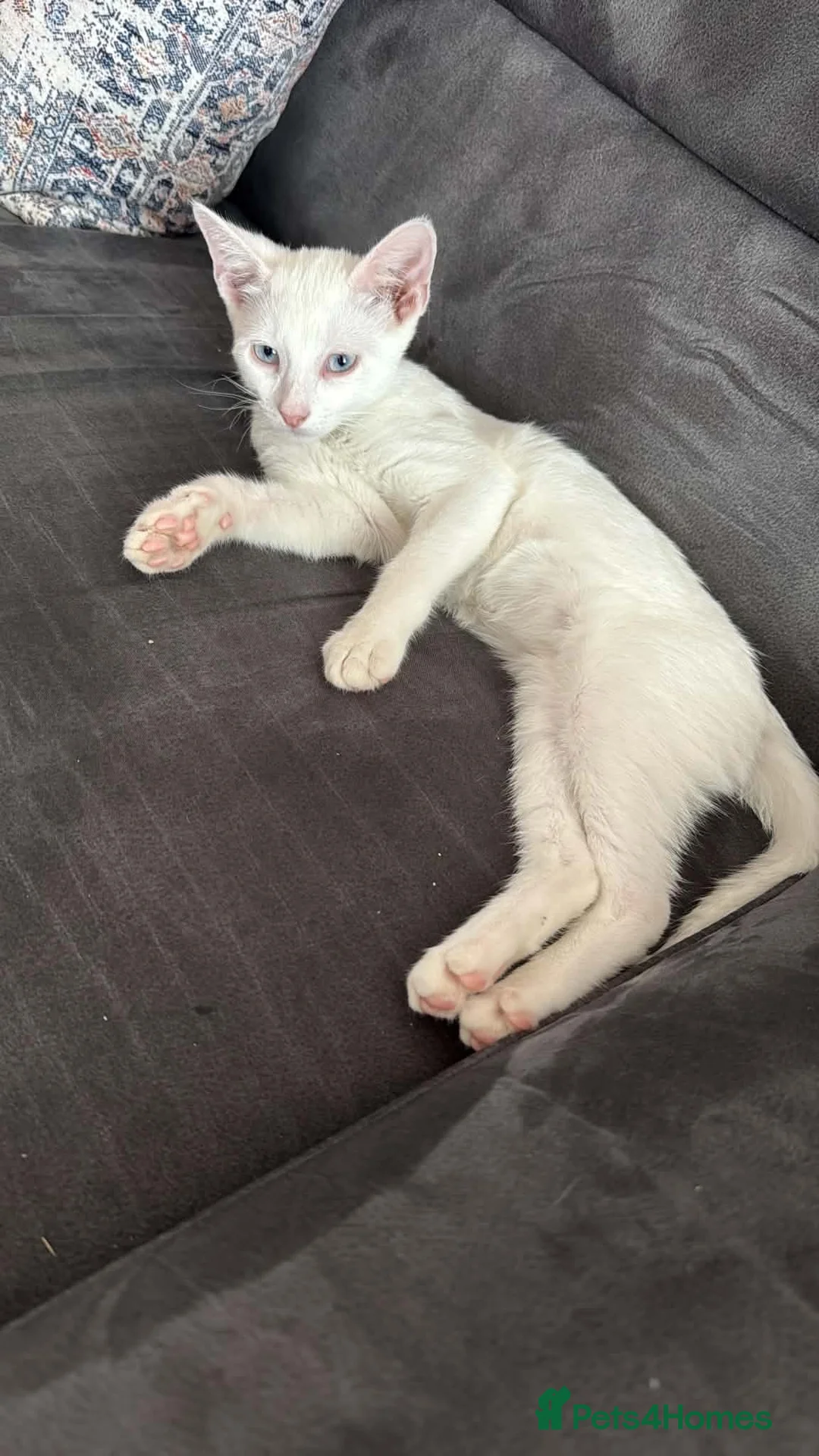 Mixed Breed cats for sale: Beautiful friendly pure white boy  in Stonehouse - Advert 2