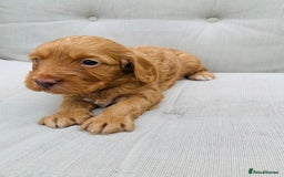 Cockapoo dogs for sale: Miniature cockapoos - Image 11