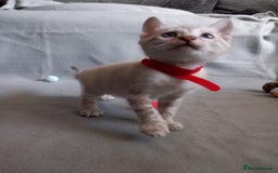 Bengal cats for sale: 5 Beautiful Bengals - Advert 4