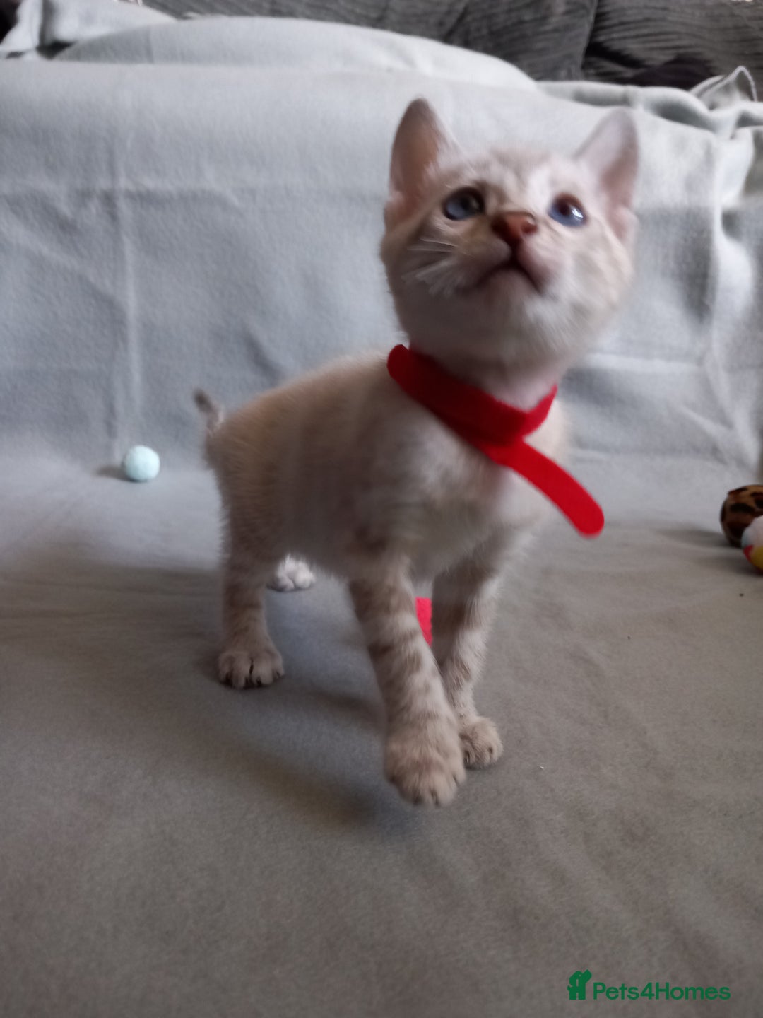 Bengal cats for sale: 5 Beautiful Bengals - Advert 4