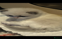 Persian cats for sale: Persian x ragdoll  - Image 5