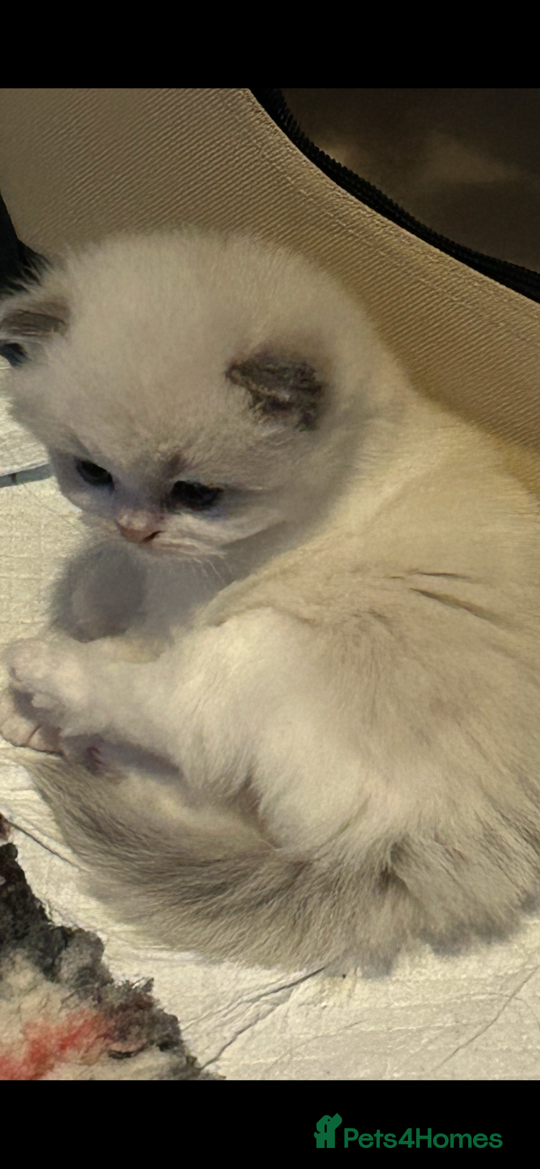 Persian cats for sale: Persian x ragdoll  - Image 5