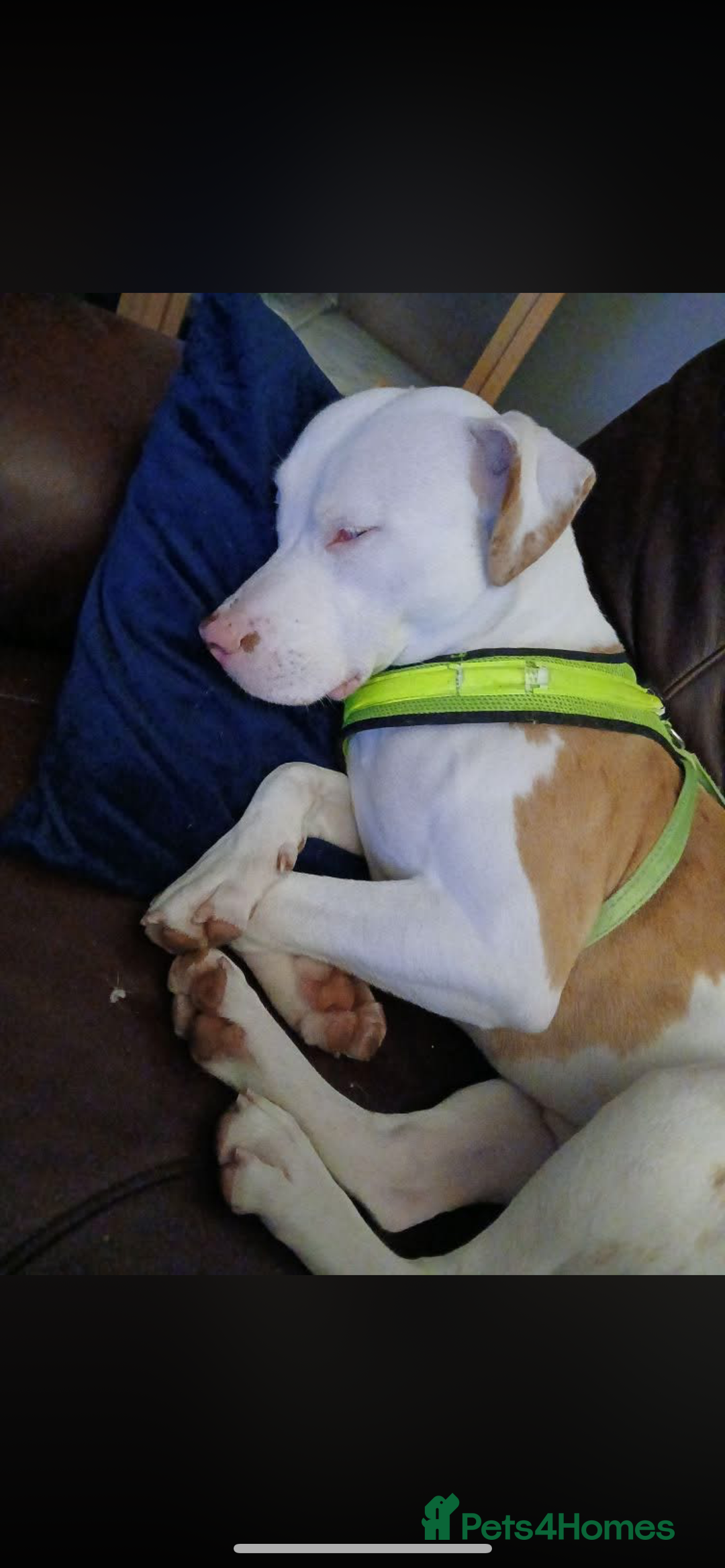 Mixed Breed dogs for sale: 10 month old boss  - Image 2