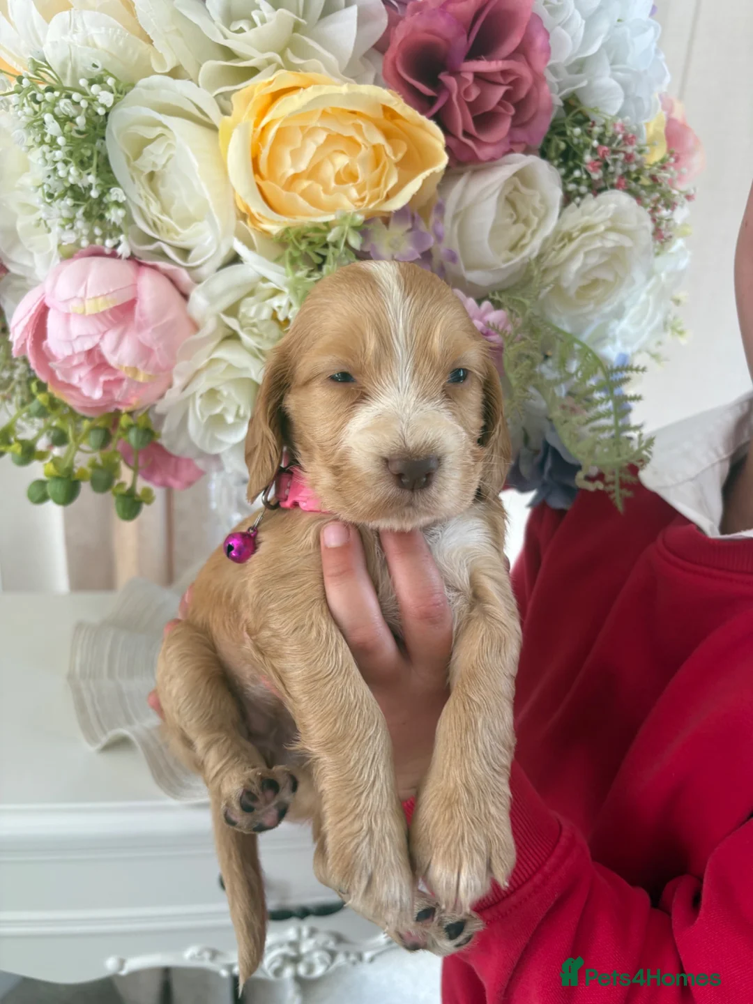 Cocker Spaniel dogs for sale: Show cocker spaniels  - Advert 10