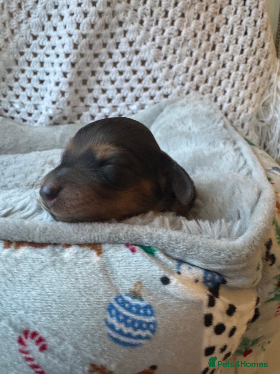 Miniature Dachshund dogs for sale: BEAUTIFUL KC LONG HAIR PUPPYS AVAILABLE TO RESERVE - Advert 13