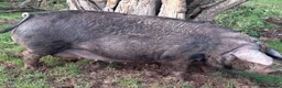 Pig livestock for sale: Two Welsh-cross gilts – for sale as breeding pair in Bridgnorth - Advert 8
