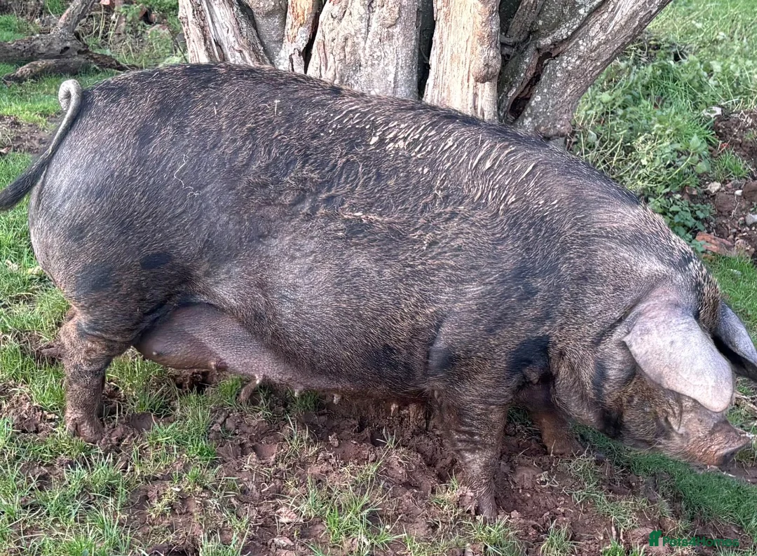 Pig livestock for sale: Two Welsh-cross gilts – for sale as breeding pair in Bridgnorth - Advert 8