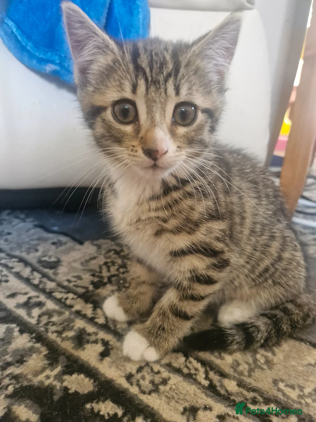 Bengal cats for sale: 🐾 Beautiful Bengal Girl Kittens - available now🐾 in Reading - Advert 18