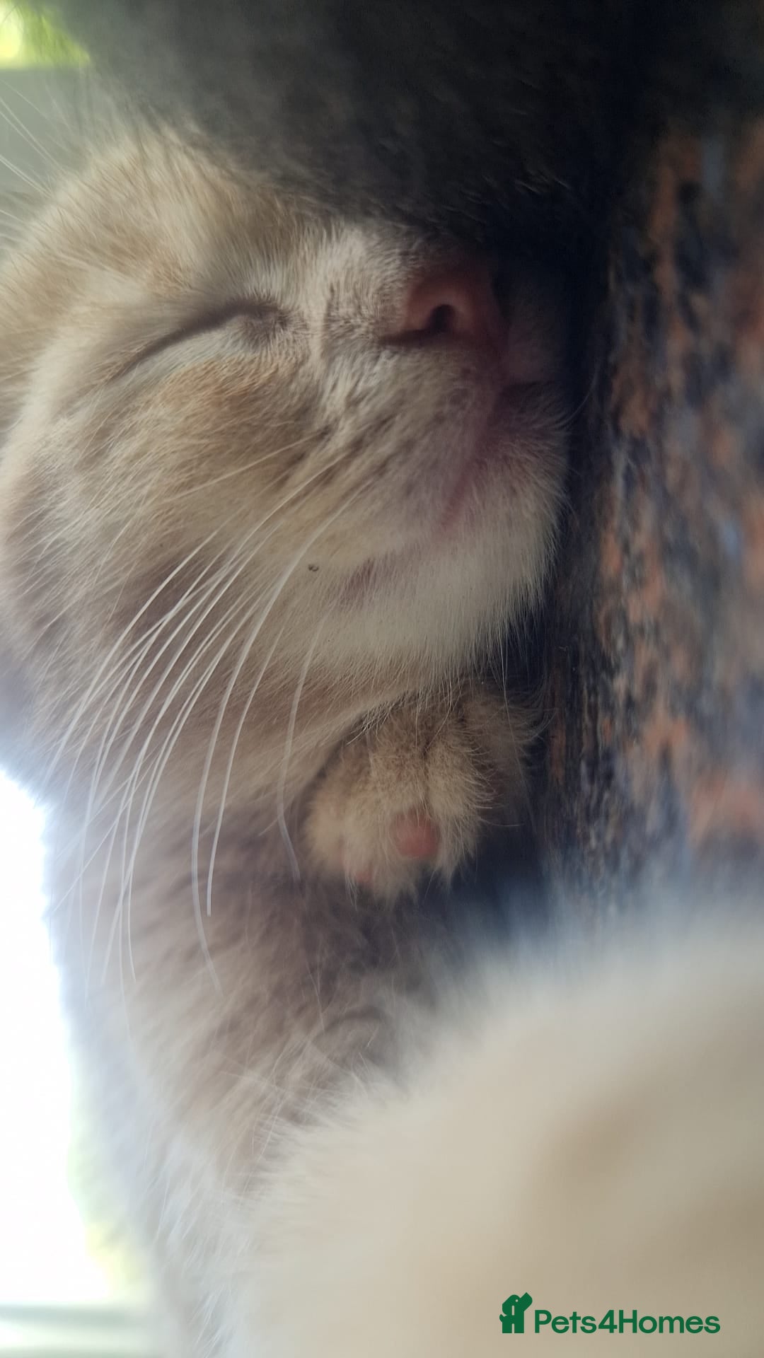 Mixed Breed cats for sale: Charming Cheeky Chunky  Bengal X Kittens. - Image 5