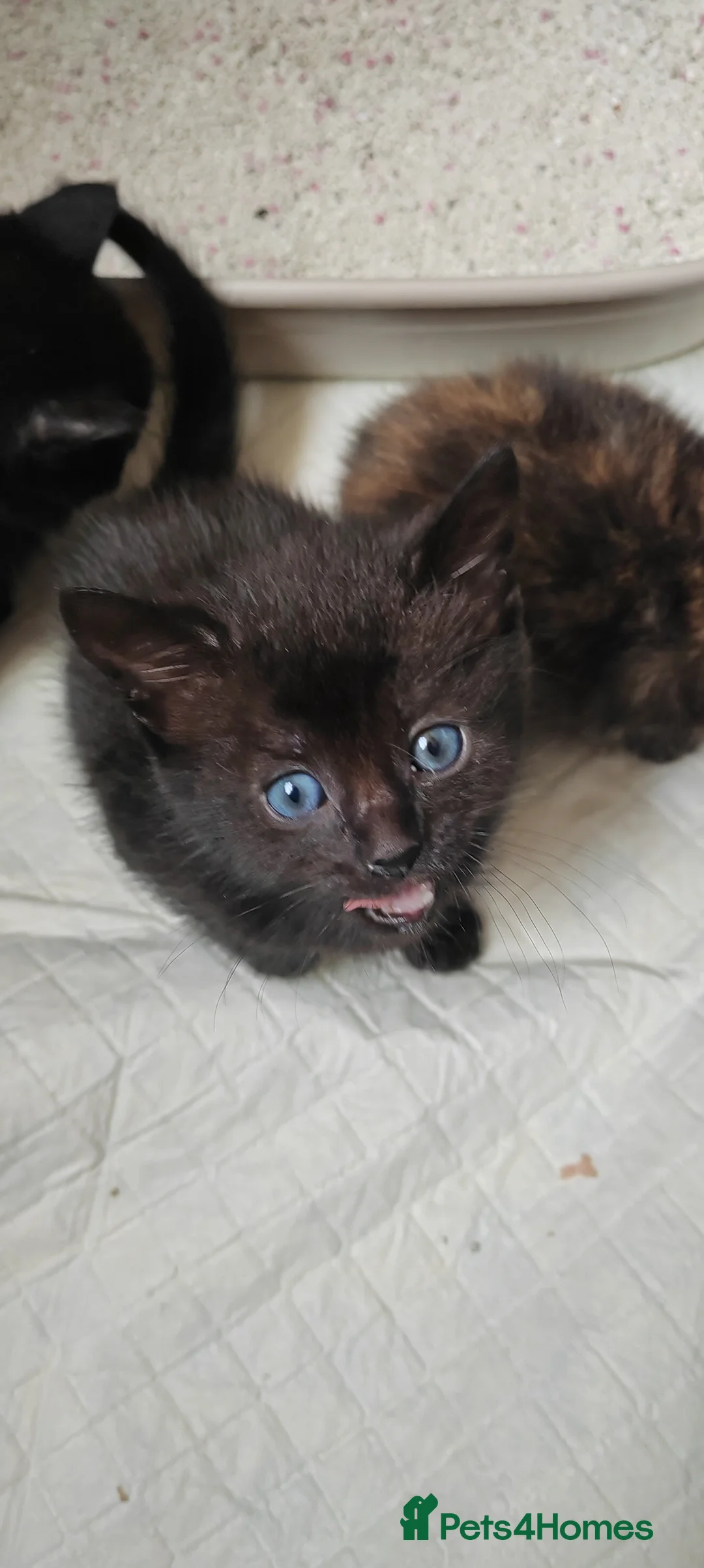 Mixed Breed cats for sale: 3 Beautiful boys looking for their forever home  - Advert 2