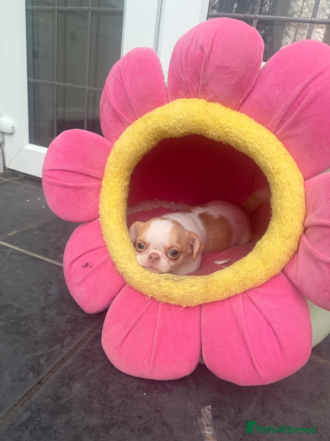 Chihuahua dogs for sale: KC registered chihuahua amazing green eyes  - Advert 25