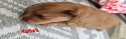 Pomeranian dogs for sale: Beautiful 3 Pomeranians up for reservation! - Advert 7