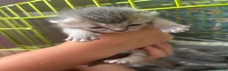 British Longhair cats for sale: British long haired kitten  in Stourbridge - Advert 4