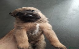 Mixed Breed dogs for sale: Belgium shepherd puppies - Image 6