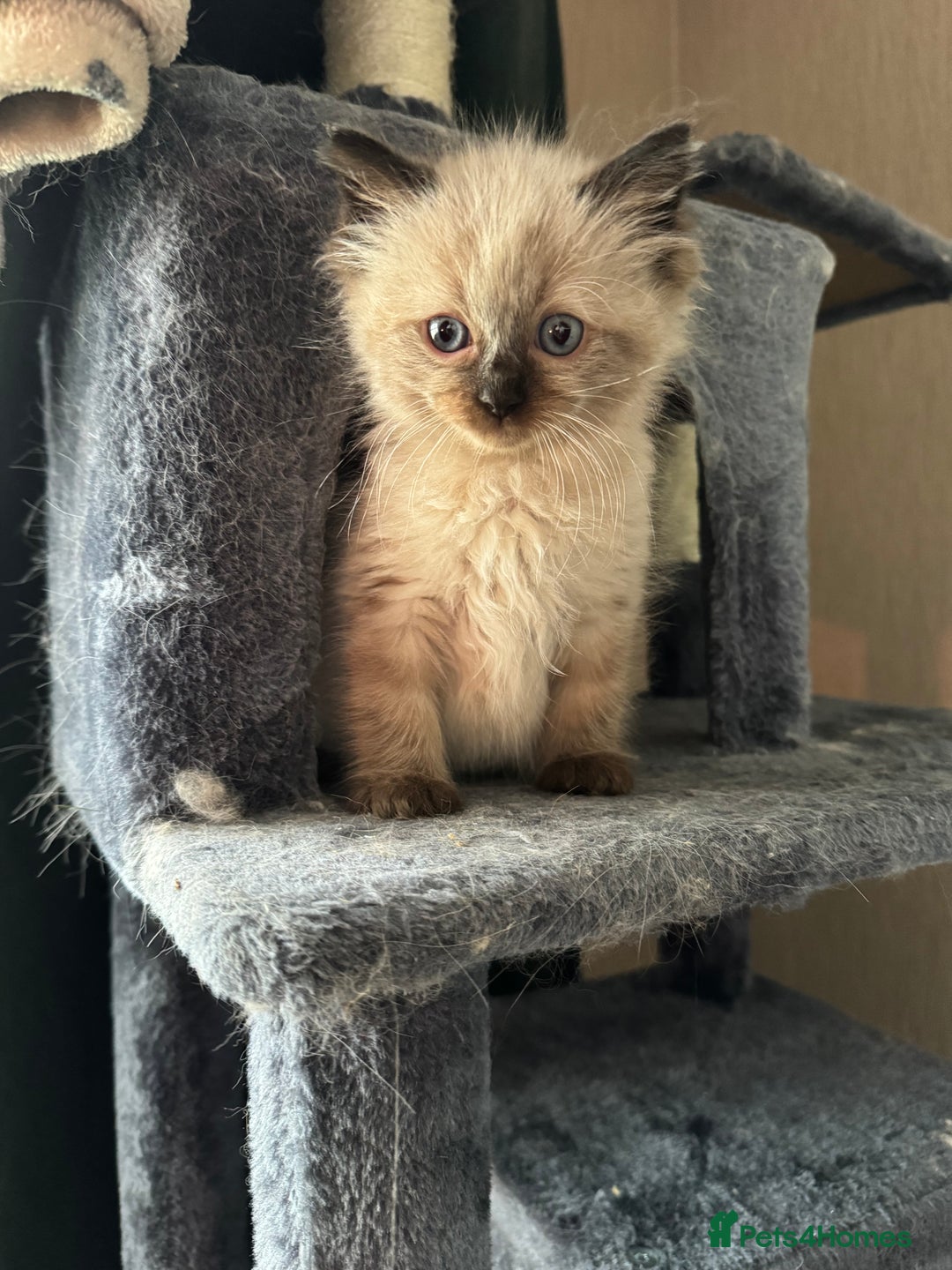 Ragdoll cats for sale: 4 stunning seal point ragdoll boys  - Image 11
