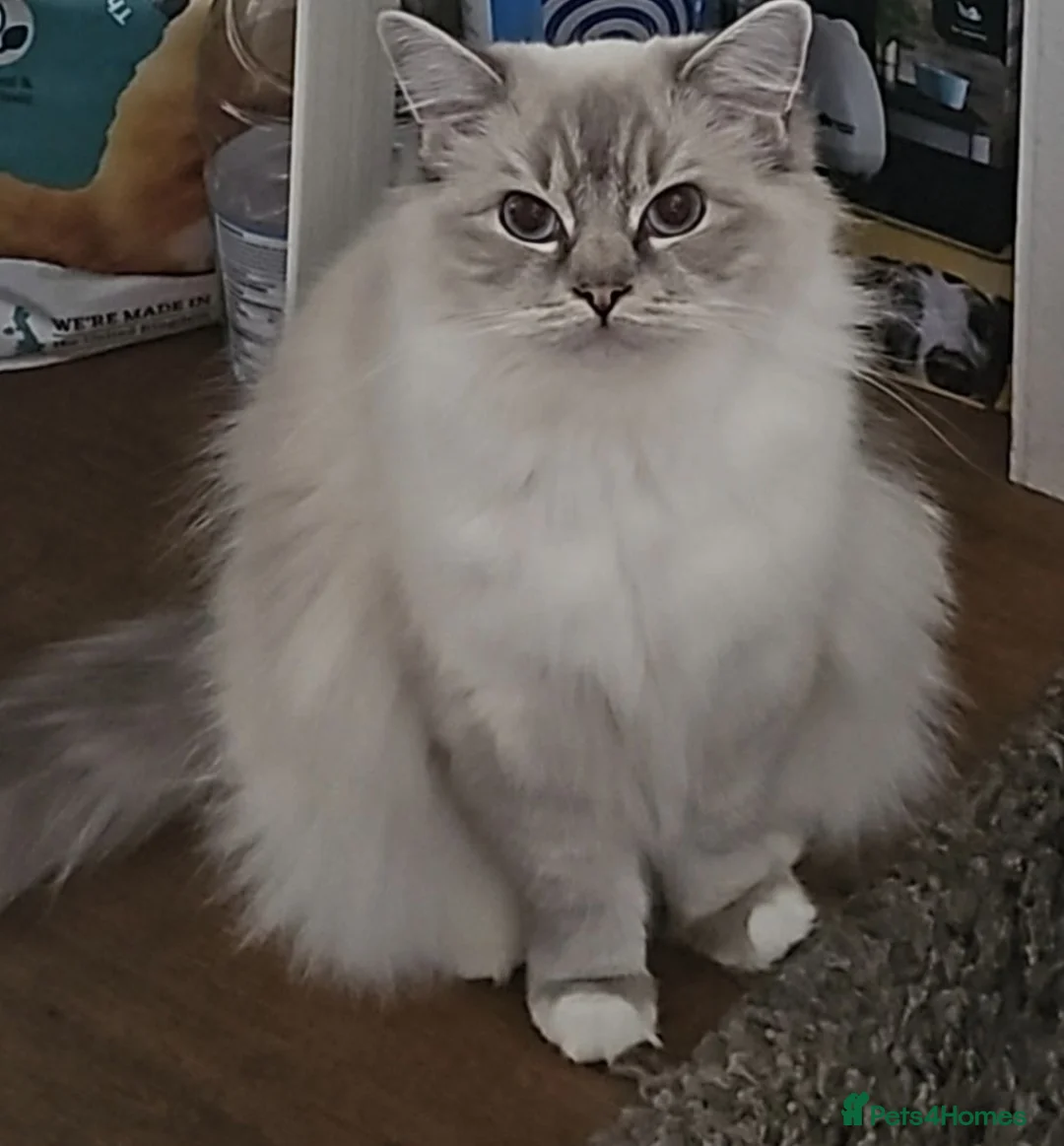 Ragdoll cats for sale: Amazing Ragdoll Babies  in Hartlepool - Advert 16