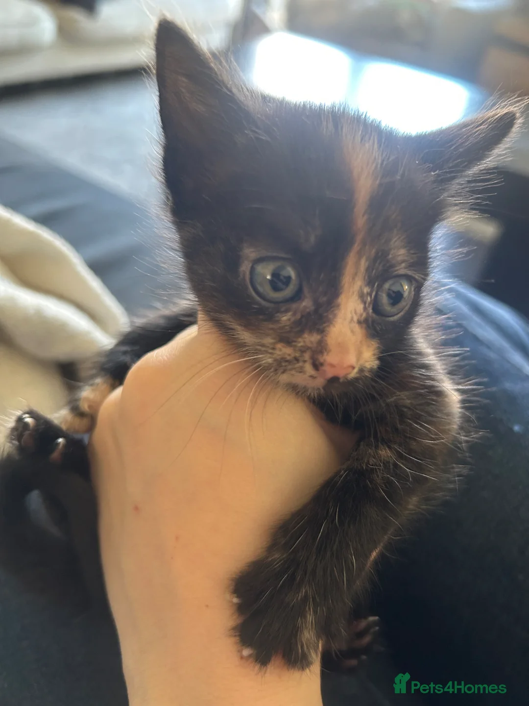 Mixed Breed cats for sale: Kittens - Advert 24