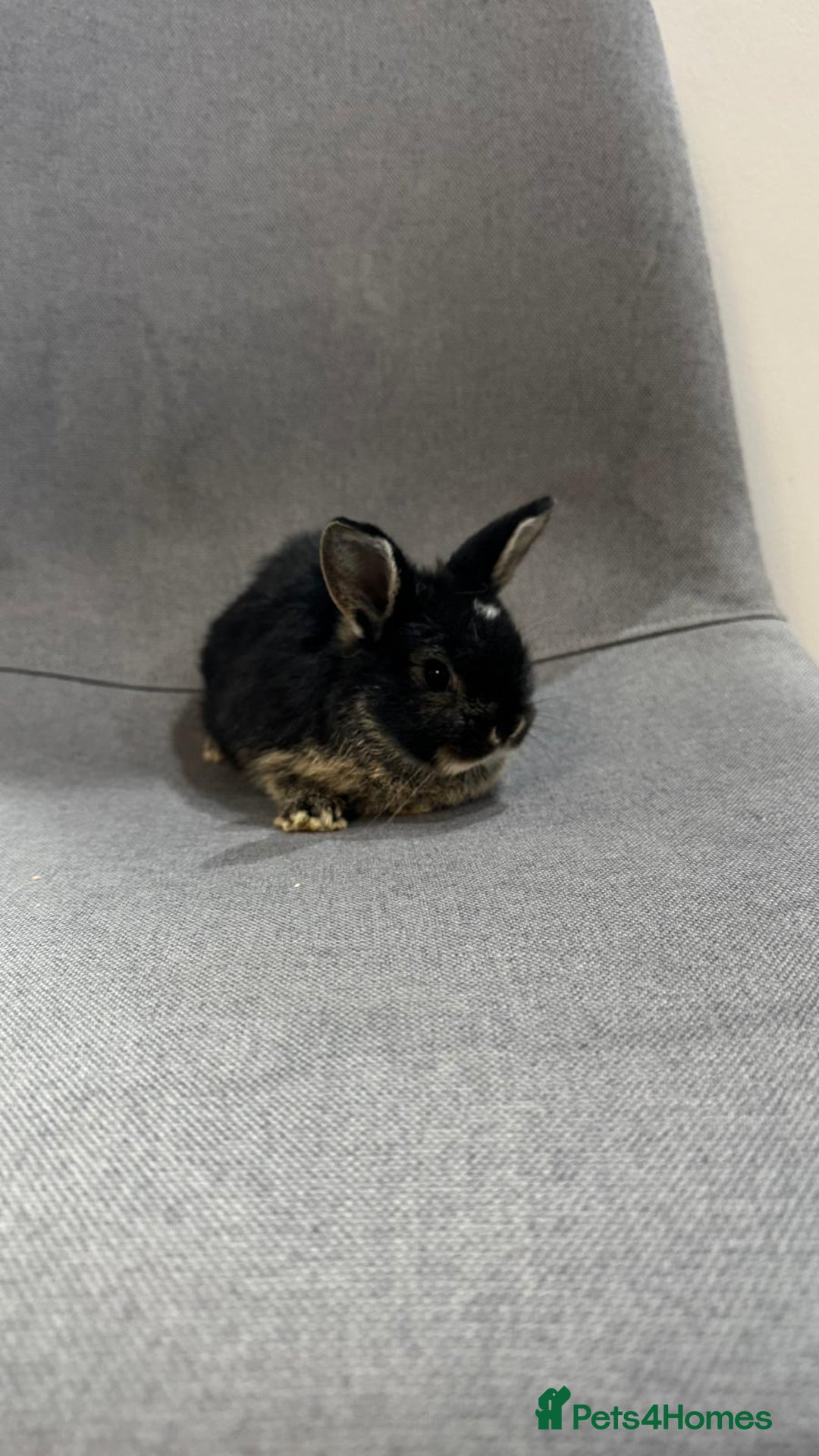 Mini Lop rabbits for sale: Adorable mini lop baby rabbits - Image 2