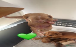 Cocker Spaniel dogs for sale: Stunning KC show cocker spaniels  - Image 25