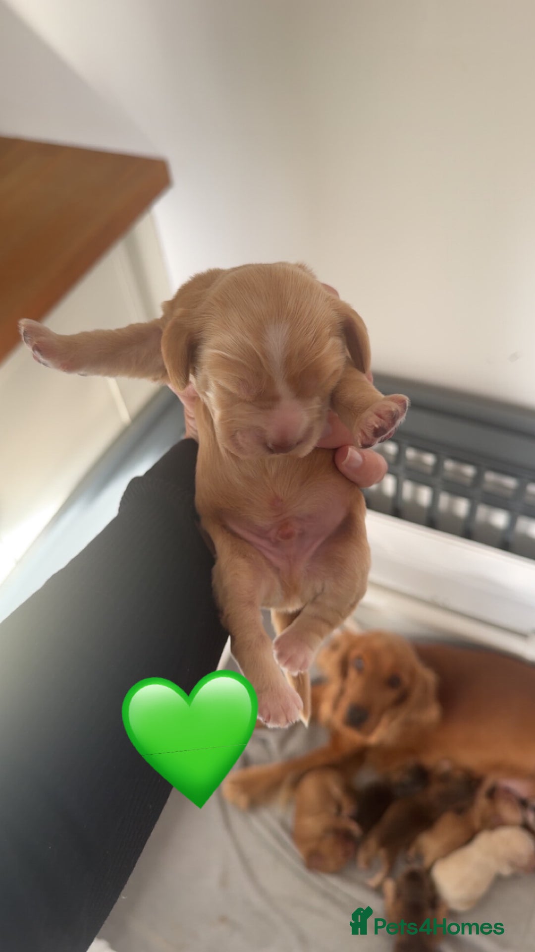 Cocker Spaniel dogs for sale: Stunning KC show cocker spaniels  - Image 25