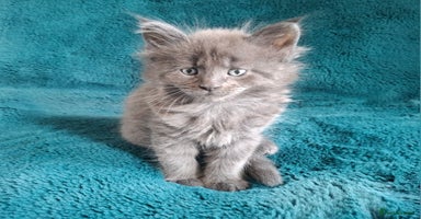 Maine Coon cats - Advert 3