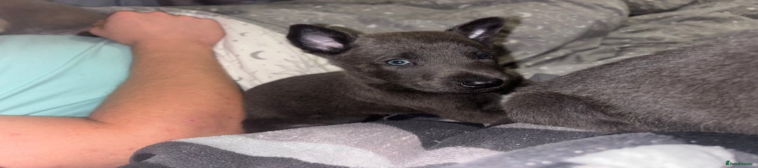 Male