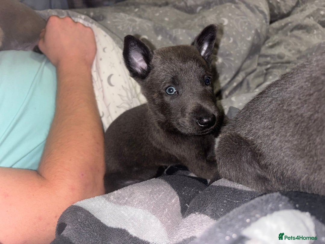 Belgian Shepherd Dog dogs for sale: Blue dutch herder puppy - Image 10
