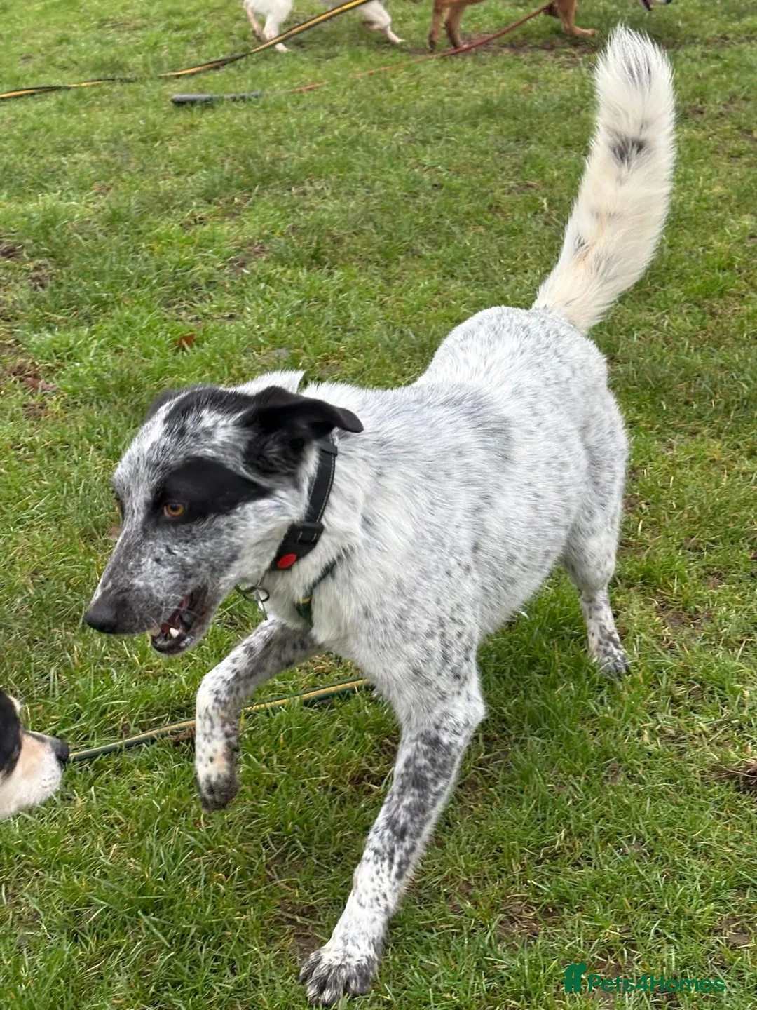 Mixed Breed dogs for adoption: Cessil - Norwich Norfolk  - Advert 15