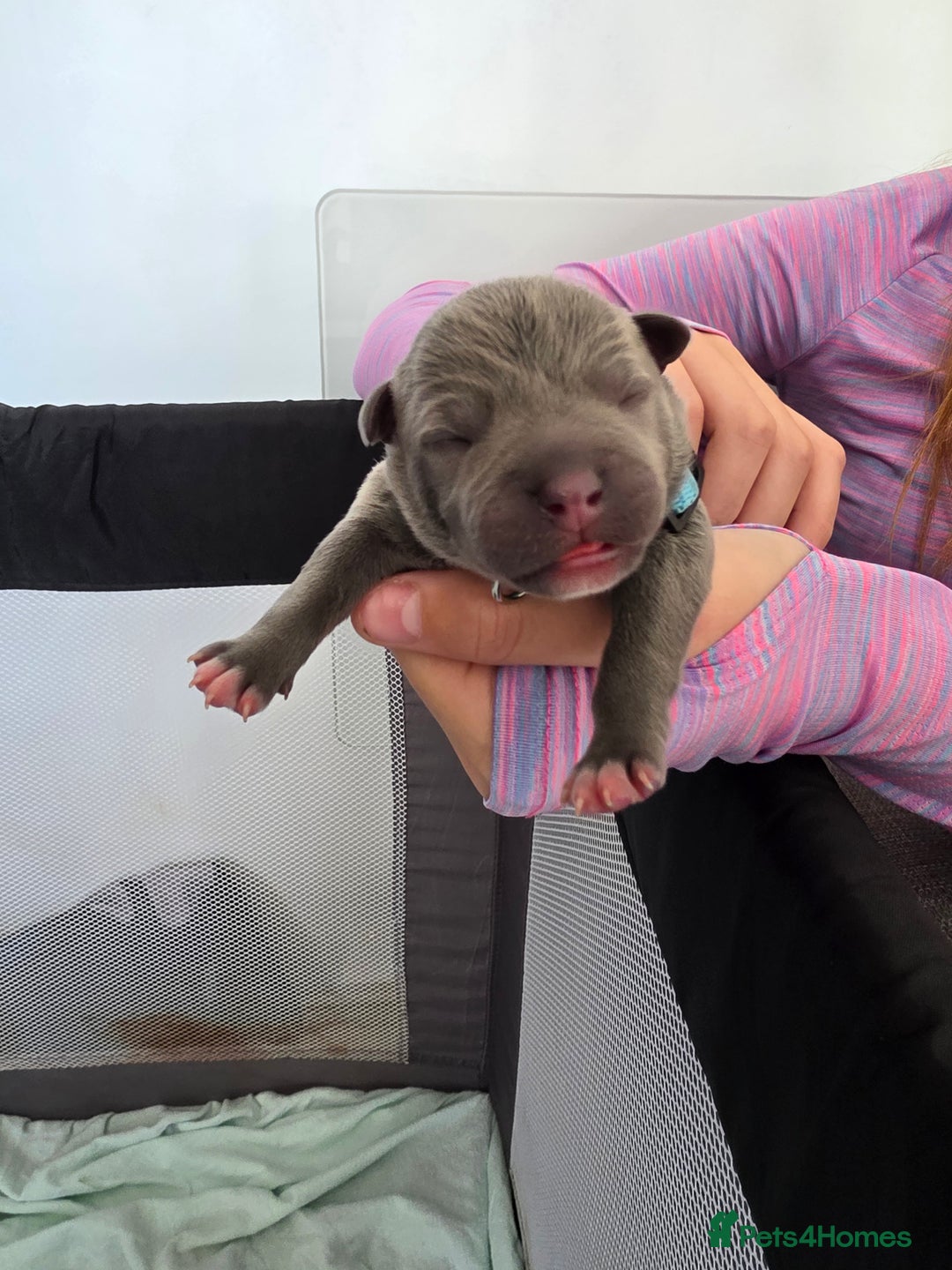Staffordshire Bull Terrier dogs for sale: STAFFORDSHIRE BULL TERRIOR PUPPIES - Image 2