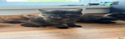 Mixed Breed cats for sale: Kittens  - Advert 2