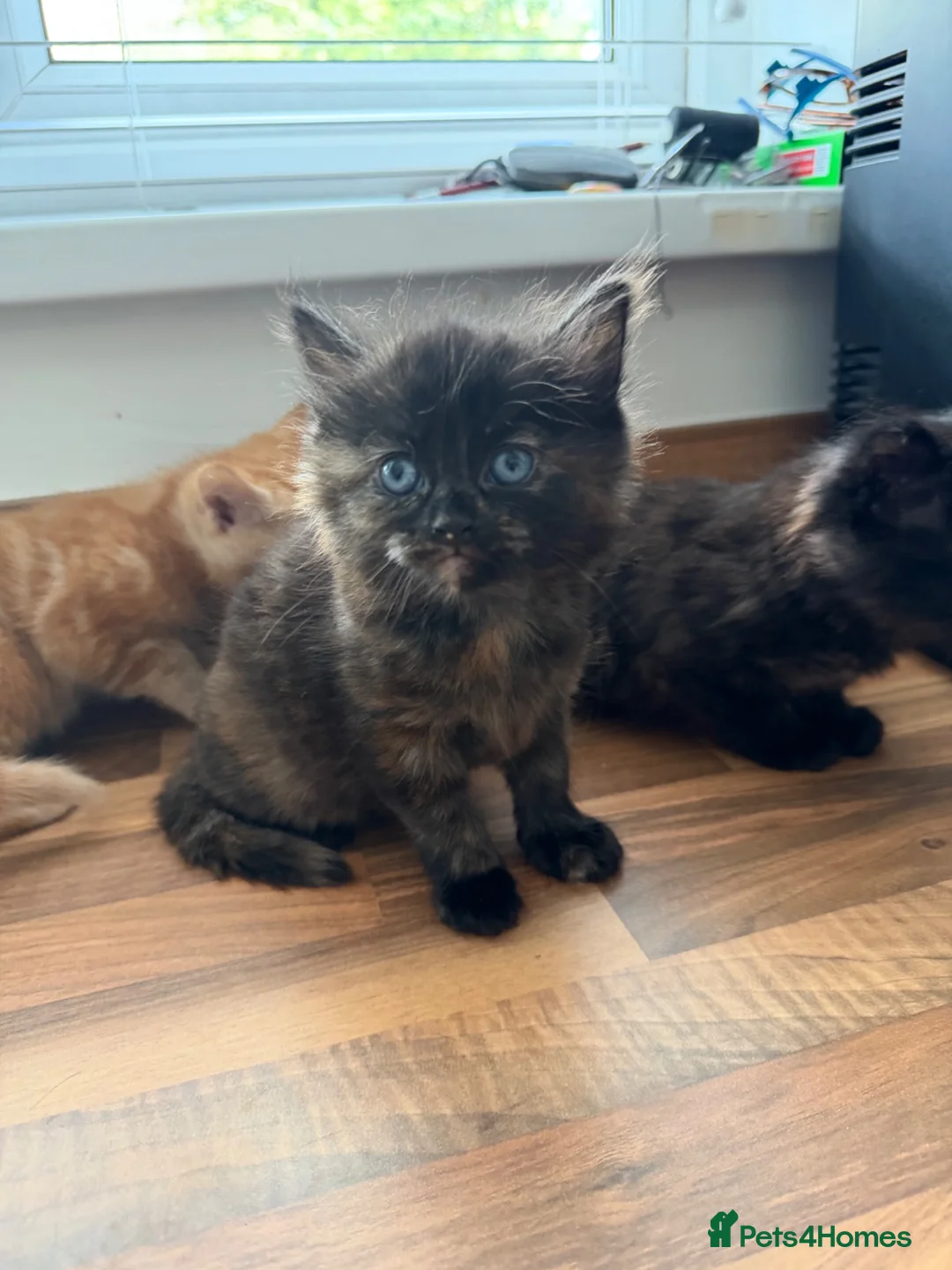 Mixed Breed cats for sale: Kittens  - Advert 2
