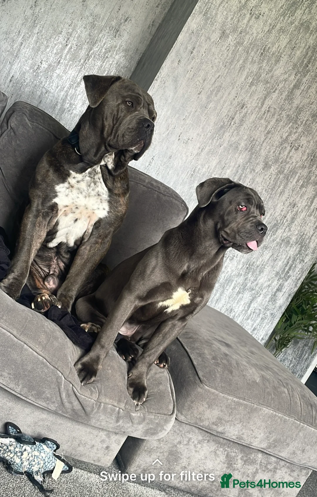 Cane Corso dogs for sale: 6 month old female cane corso - Advert 2