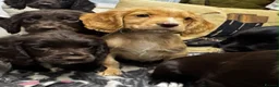 Cocker Spaniel dogs for sale: 🐾 Beautiful Working Cocker Spaniel Puppies 🐾 - Advert 6
