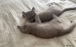 British Shorthair cats for sale: ONE LEFT Chunky Lilac GCCF British Shorthair Male - Image 3