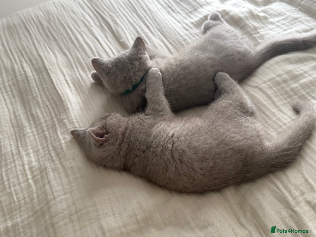 British Shorthair cats for sale: ONE LEFT Chunky Lilac GCCF British Shorthair Male - Image 3