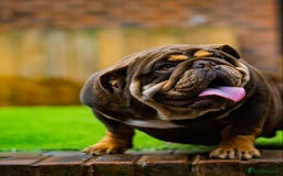 English Bulldog dogs for stud: Chocolate and tan stud includes 2 ai in Walsall - Image 5