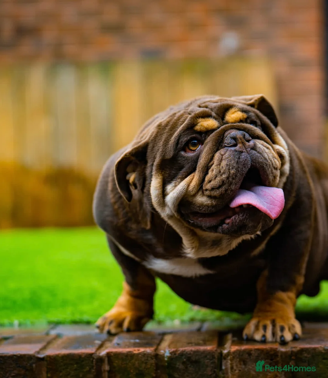 English Bulldog dogs for stud: Chocolate and tan stud includes 2 ai in Walsall - Advert 5