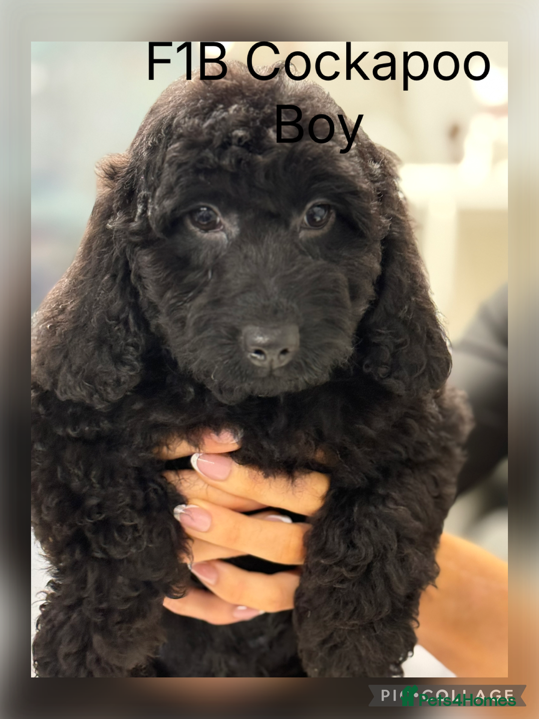 Cockapoo dogs for sale: F1B Cockapoo’s fully vaccinated  - Advert 2