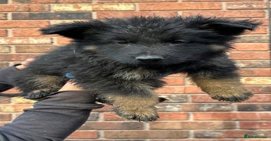 German Shepherd dogs - Advert 11