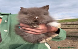 Mini Lion Lop rabbits for sale: 2 Double main lop bunnies  - Image 1