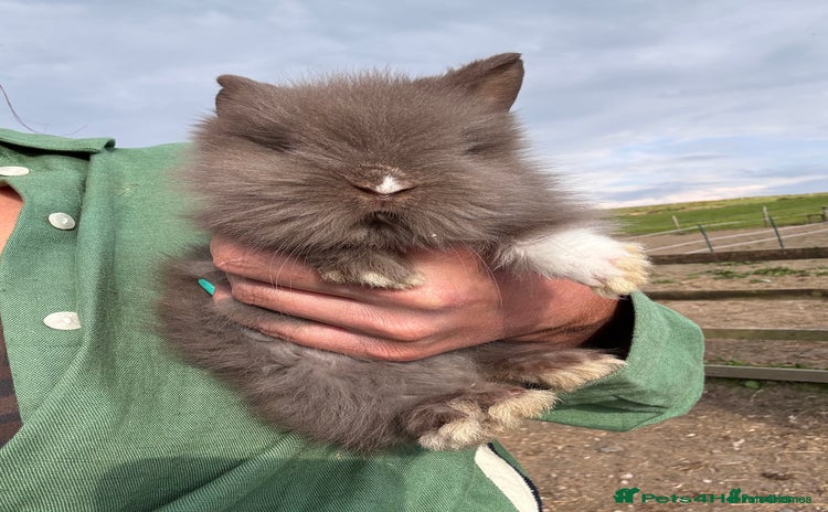 Mini Lion Lop rabbits - Advert 1