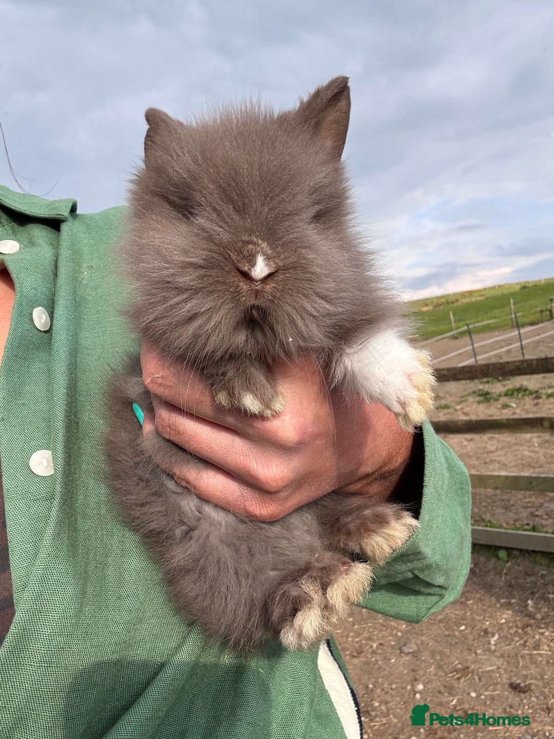 Mini Lion Lop rabbits for sale: 2 Double main lop bunnies  - Image 1