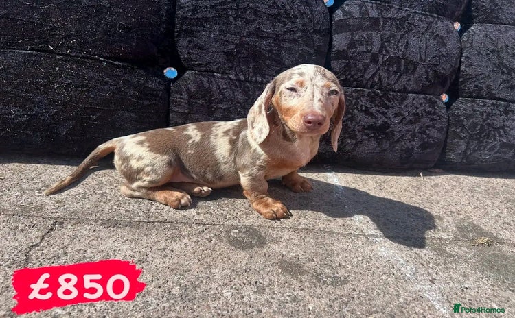 Miniature Dachshund dogs - Advert 9