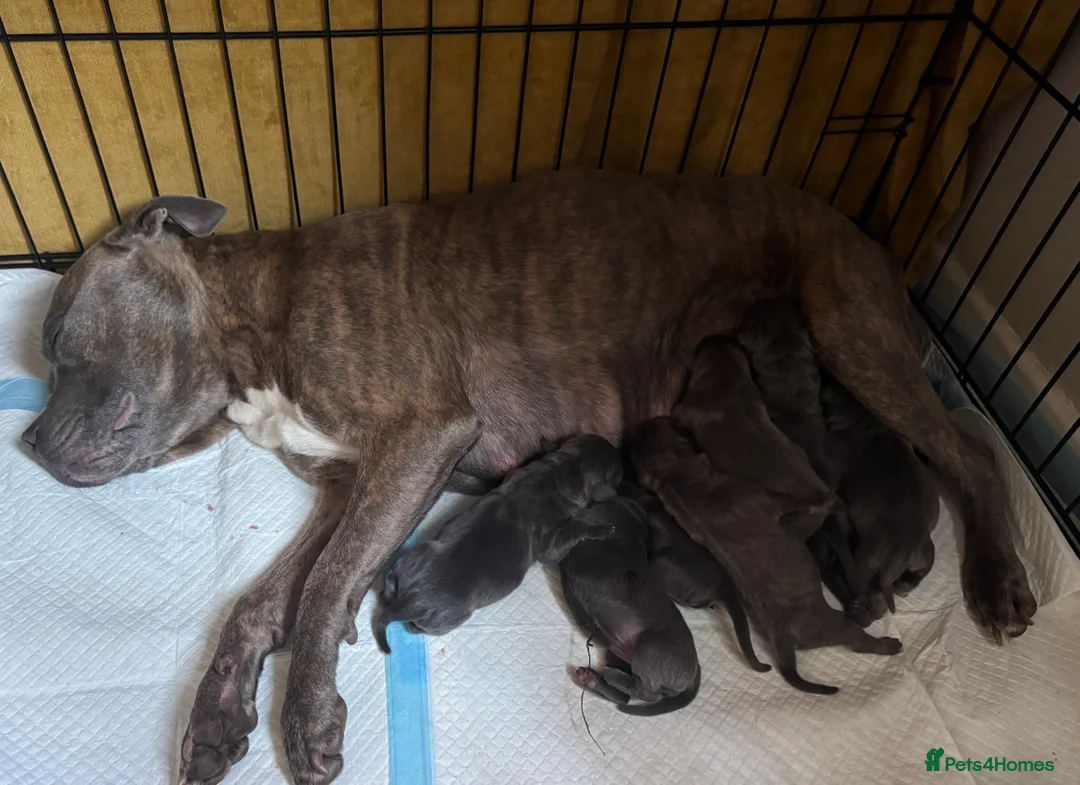 Mixed Breed dogs for sale: Staffie cross cane corso pups  in Preston - Advert 2