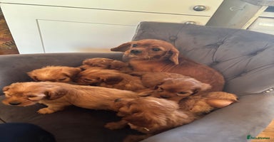 Cavapoo dogs LICENSED BREEDER QUALITY HEALTH TESTED CAVAPOOS  - Advert 1