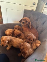 Cavapoo dogs LICENSED BREEDER QUALITY HEALTH TESTED CAVAPOOS - Advert 1